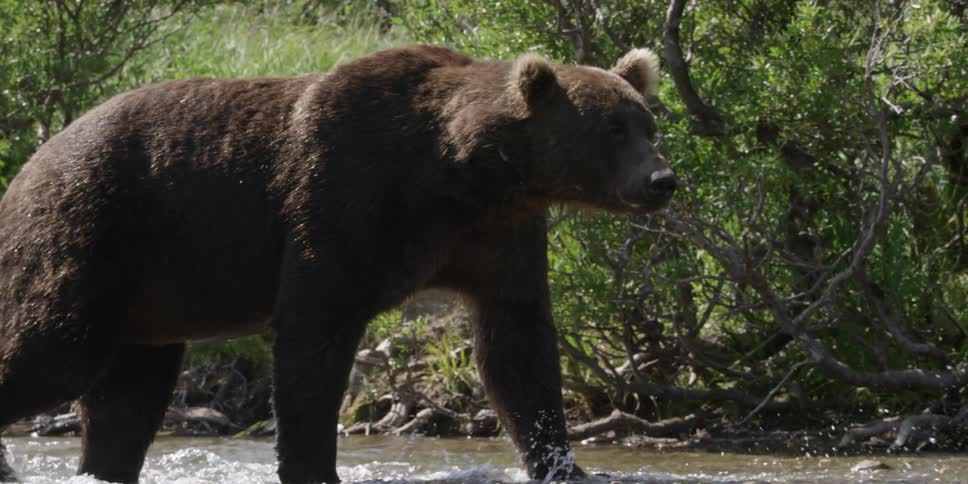 A brown bear walking in a river