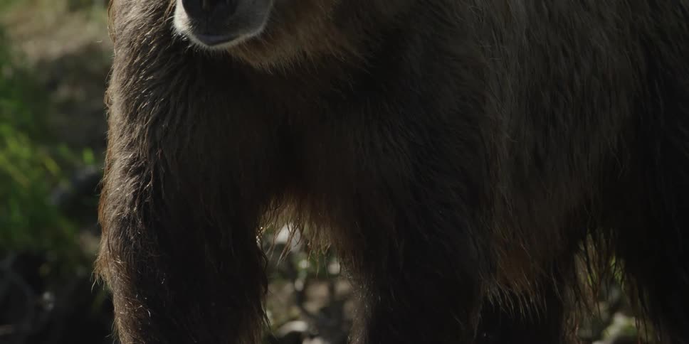 A bear stands in a shallow river on a breezy day