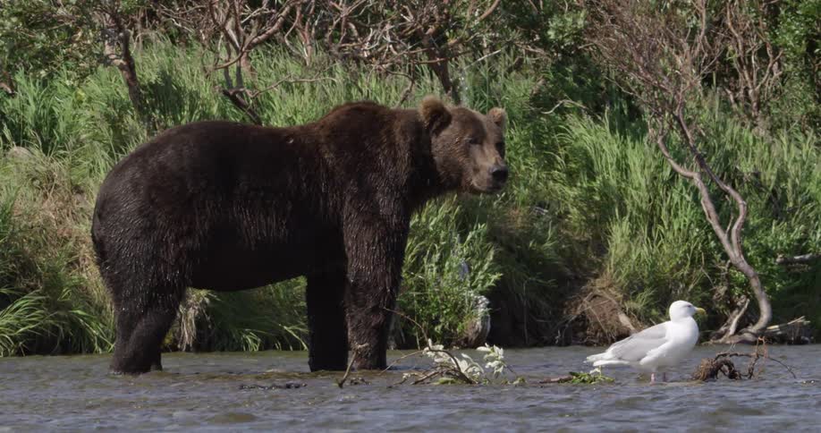 A bear and bird stand in a river in the wilderness