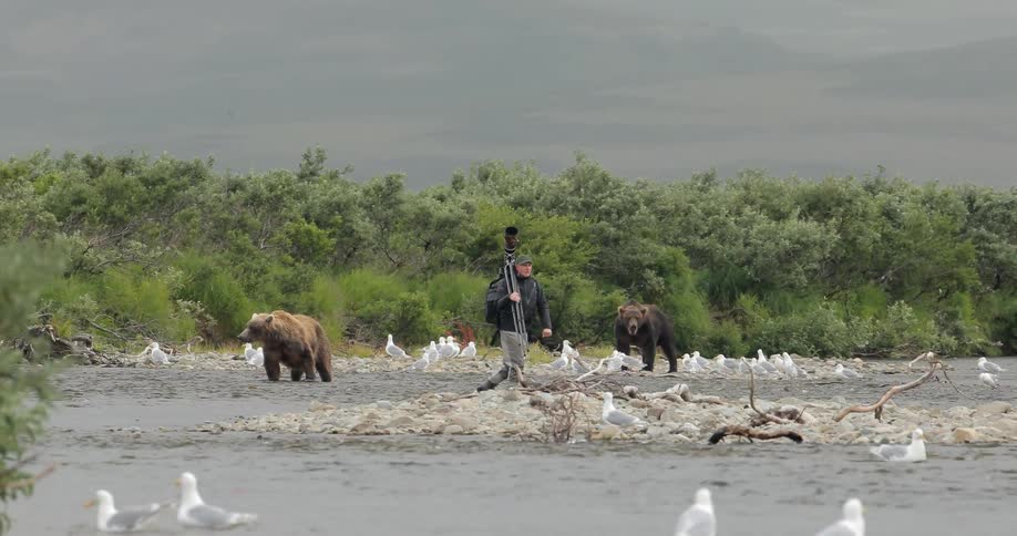 Man carrying a camera while walking through a river near birds and bears