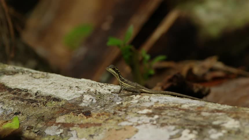 A little lizard sits on a tree and then scurries away