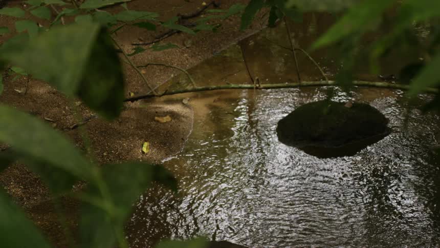 Clear river water under the green leaves of a plant at day