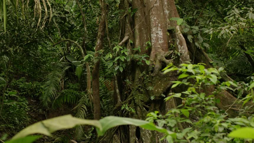 Tree trunk and dense vegetation in forest