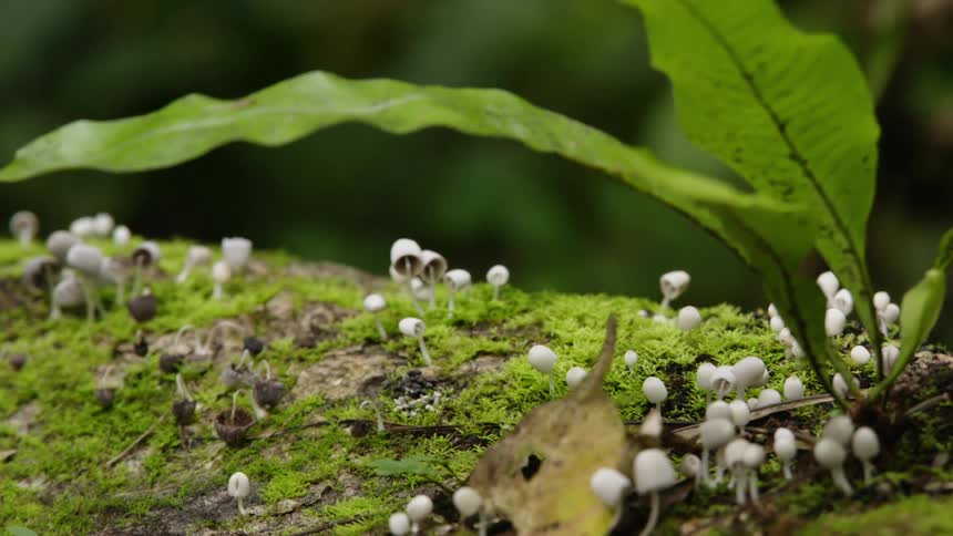 Close up of little mushrooms growing
