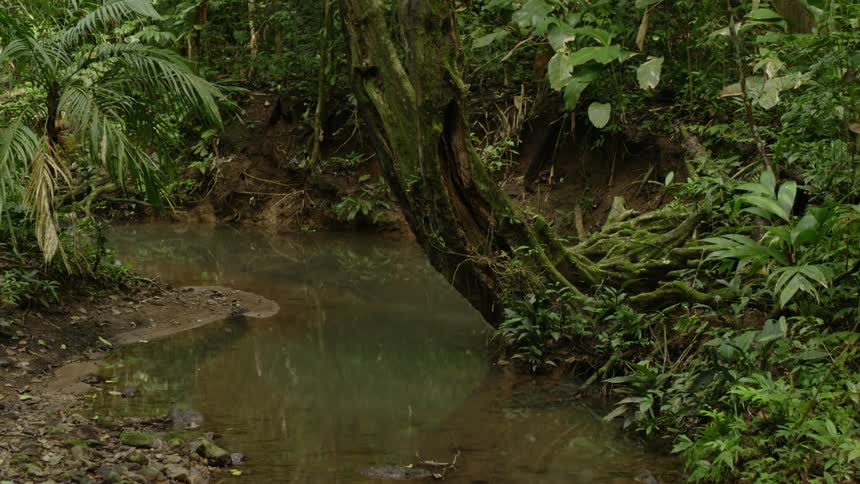 A river in a forest