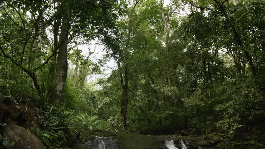 Waterfalls flow into a lake in a forest