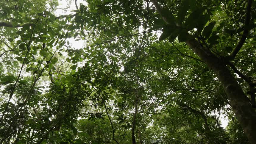 Portions of the daytime sky poking through the canopy of a forest