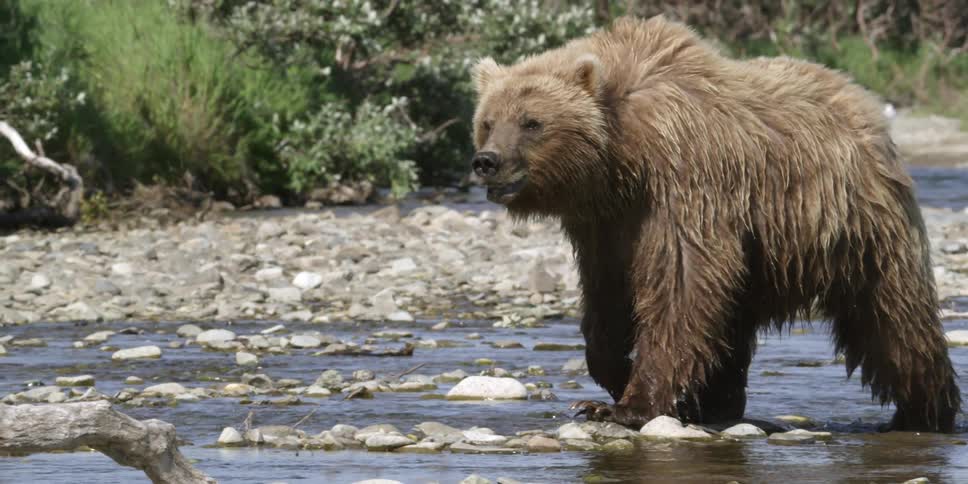 A large bear is traveling across a stream on a sunny day