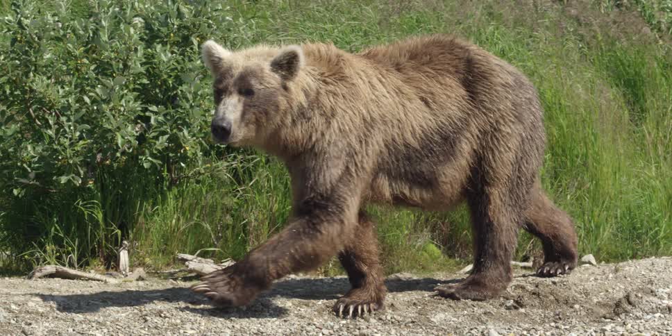 A bear is walking along some grass on a windy day
