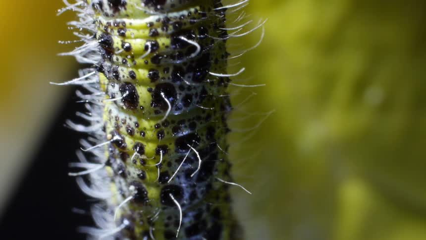 A caterpillar crawls down a leaf