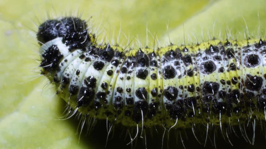 A caterpillar stops and walks across a leaf
