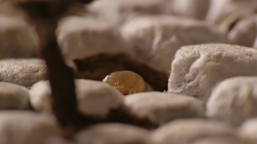 Insect larvae in a hive
