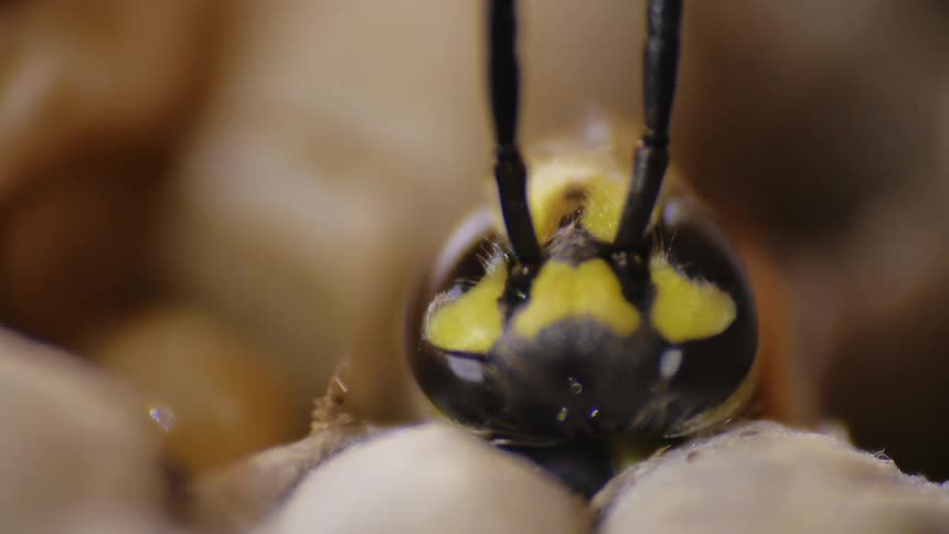 A bug with yellow markings on its black head opens and closes its mouth and moves its antennae and legs
