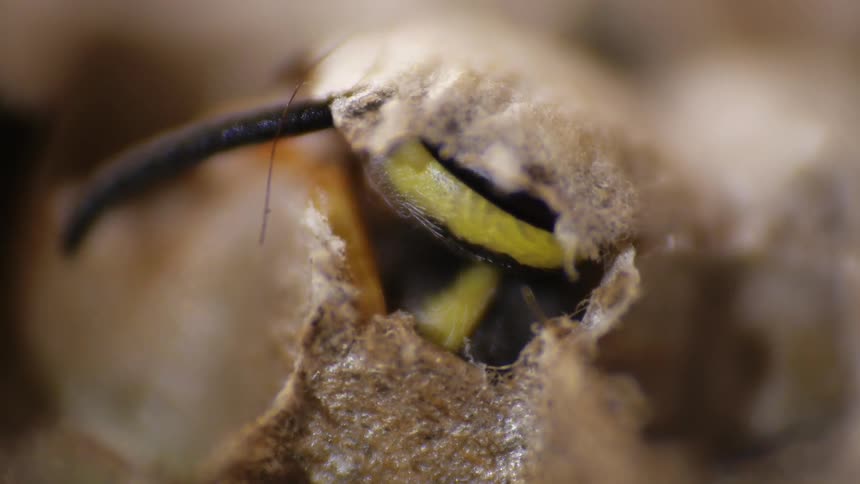 An insect hatches from an egg