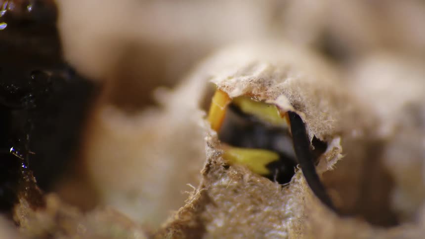 The bee pollinates