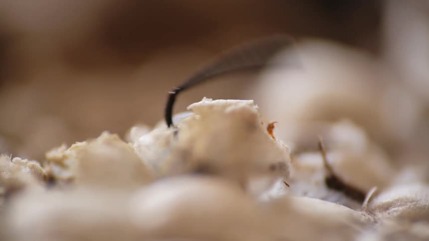 An insect coming out of a comb