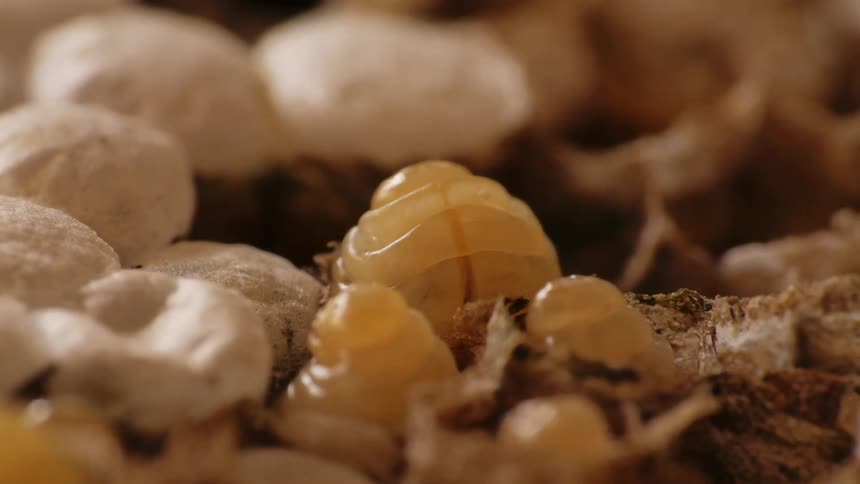 Rippled gelatinous blobs shake and move among brown and white pieces
