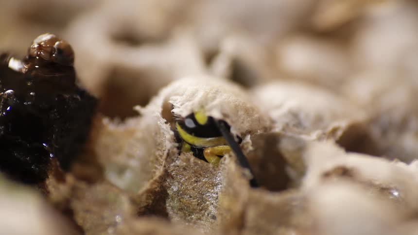 An insect emerging from its shell