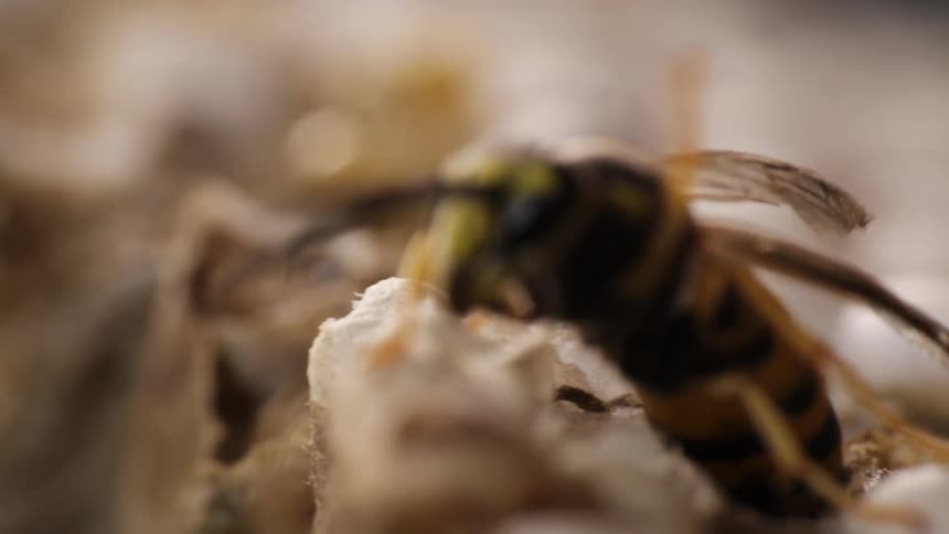 Bee with a striped body crawls around