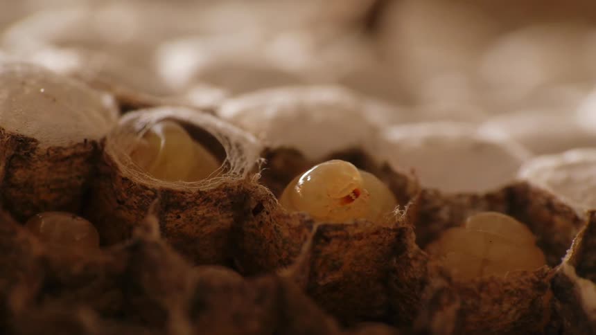 Insect larvae in a hive