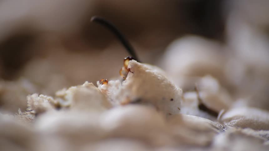 A creature flails around a white substance