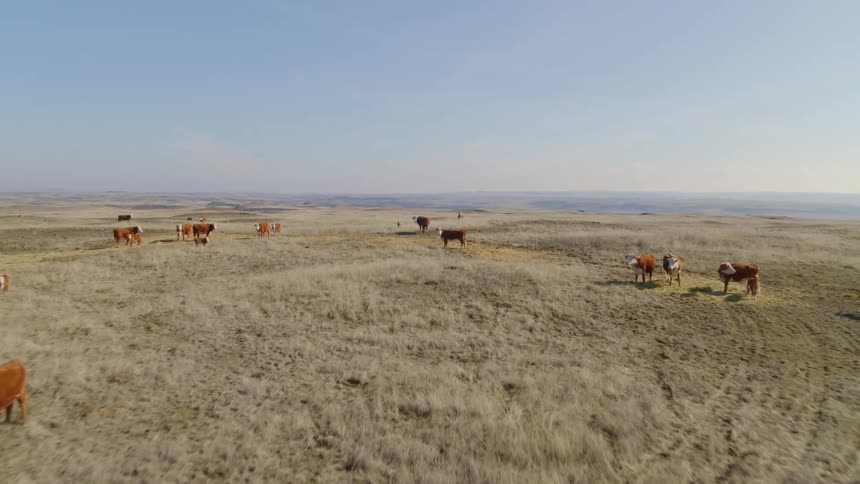 Pullback reveal of cattle grazing and lounging on a grassland plateau