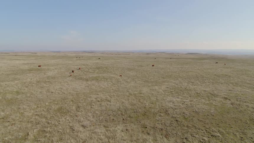 Wide aerial view of cows grazing along vast open rangeland during the day
