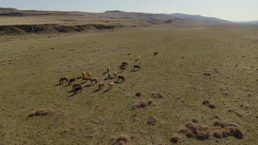 Horses grazing in a valley along open western rangeland