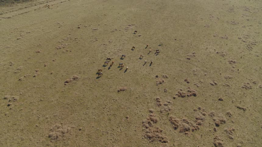 Tilting up from a herd of grazing horses to reveal a long tract of open grassland