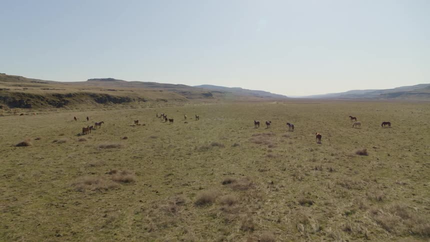 Low approach toward a group of horses roaming on a grassy plain