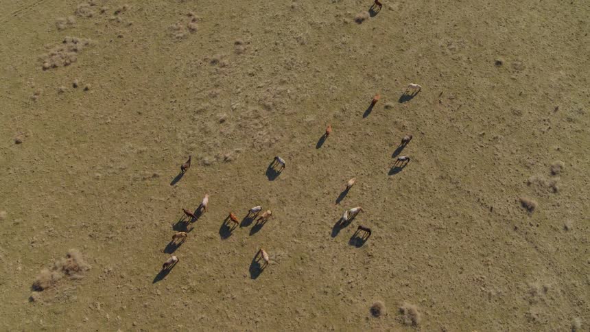 Birds eye view of horses grazing on the range