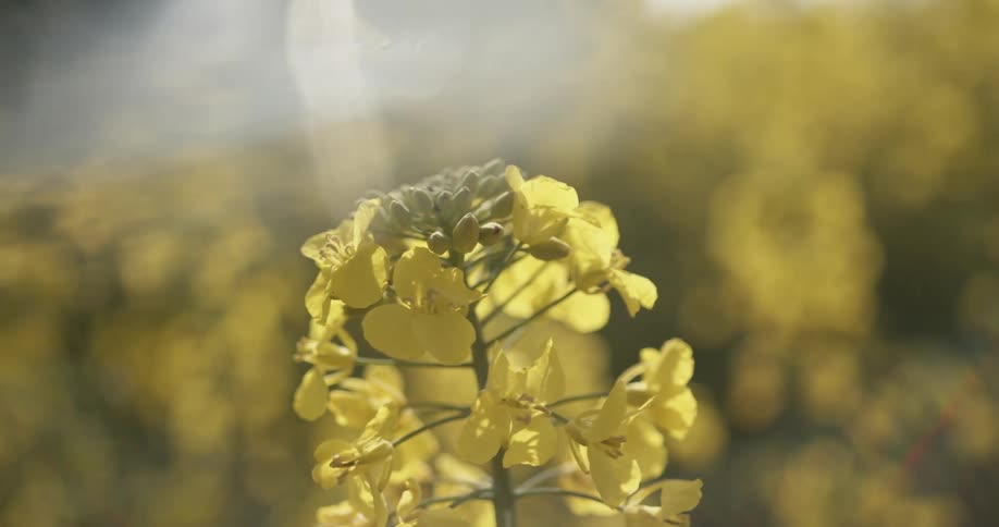 Yellow flowers grow outdoors in the sunlight