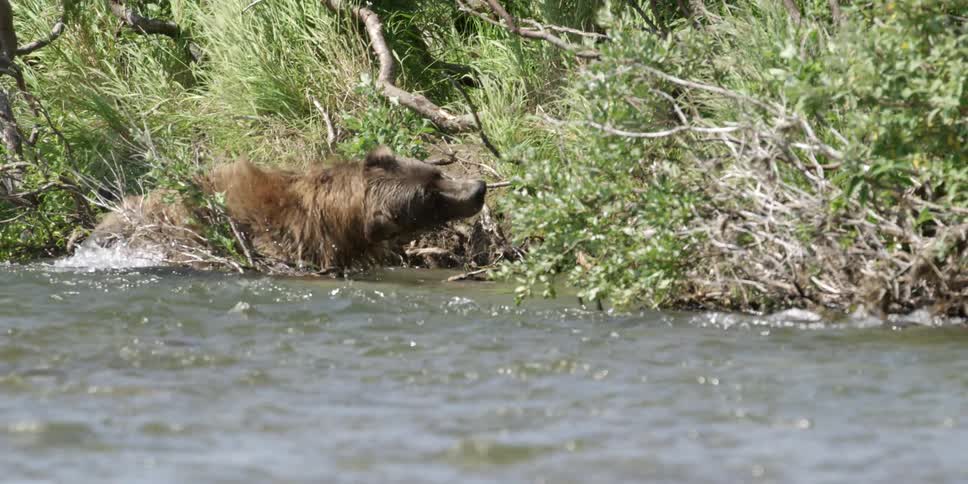A bear standing in a creek is shaking water from his fur on a sunny day