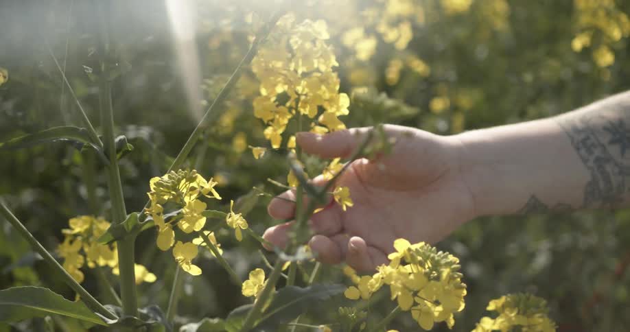 A white person runs their hand through a flowering plant