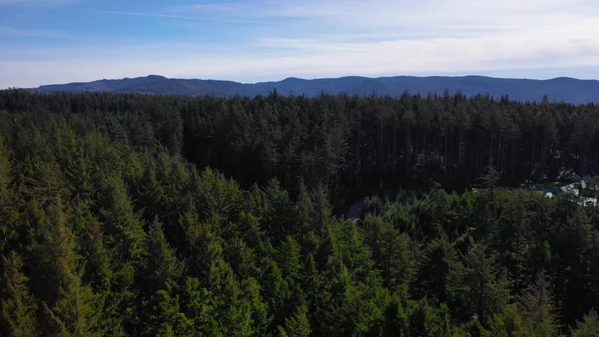 A forest with mountains and the sky in the background