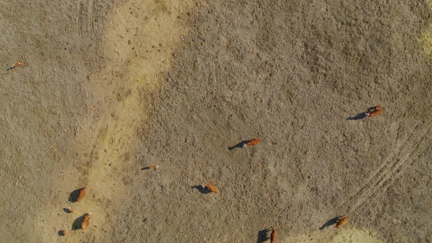 Overhead view of cows walking and grazing on pasture land