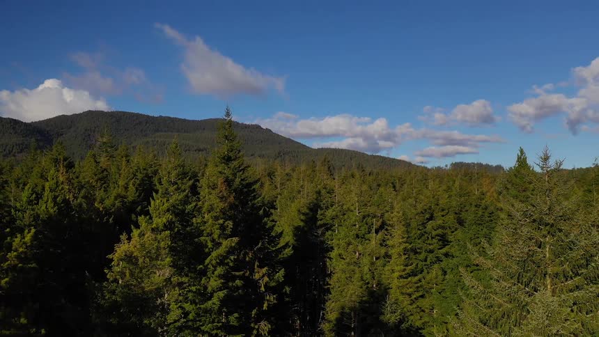 A car travels on a mountain road through the woods on a bright blue sky day