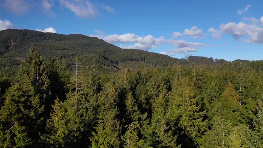 A pine forest gives way to a mountain covered in trees