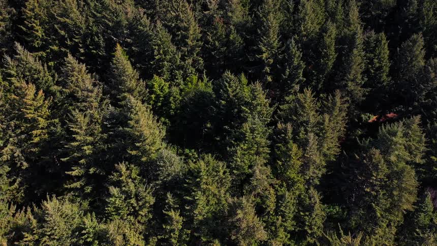 Aerial view of pine forest at day