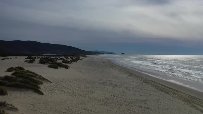 Tracks and plant life covers a beach on a coastline