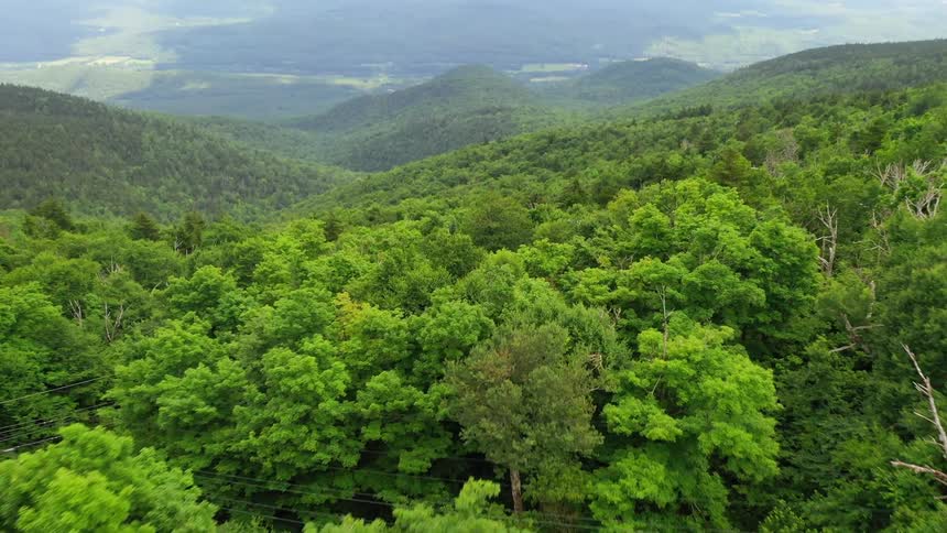 Aerial view of trees in a forest