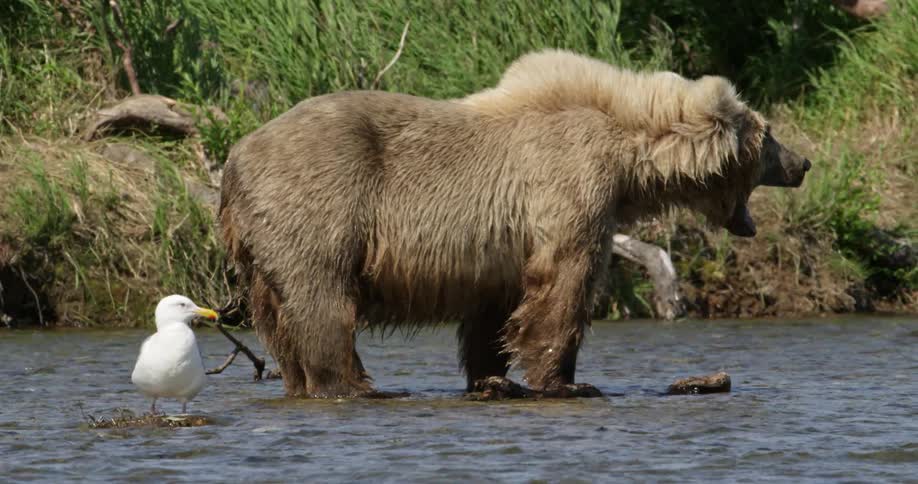 A bear and a bird stand in the middle of a river