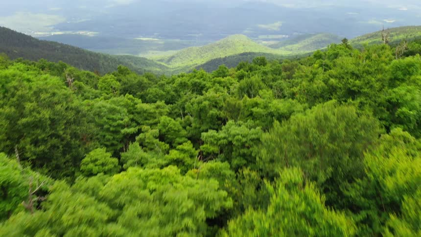 Forest borders mountain range under heavily clouded sky