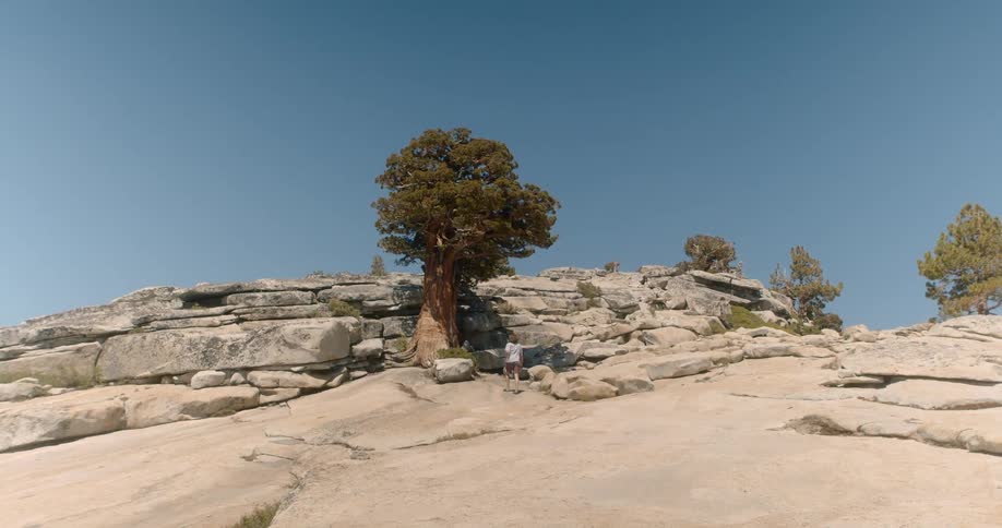 A person walks towards a tree in a rocky area