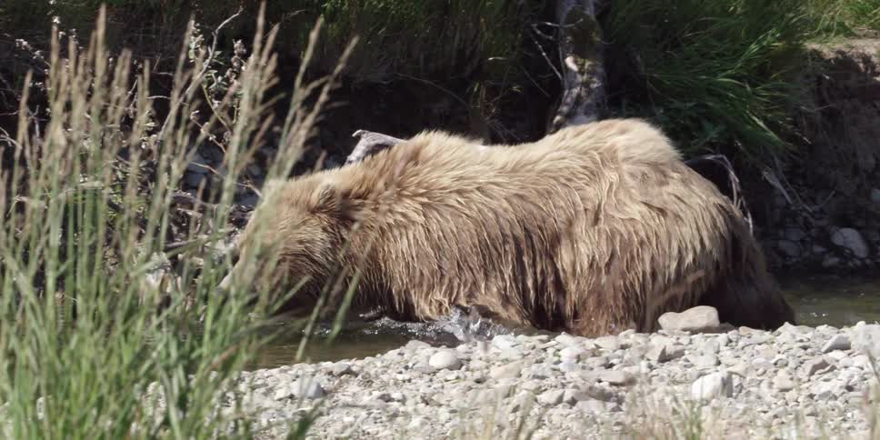 A bear wades in a river in the wilderness