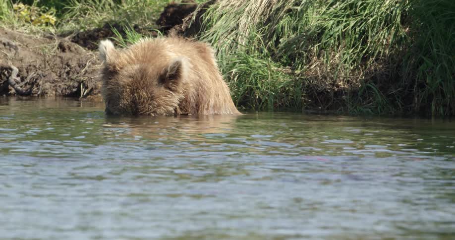 A bear standing in water and hunting fish