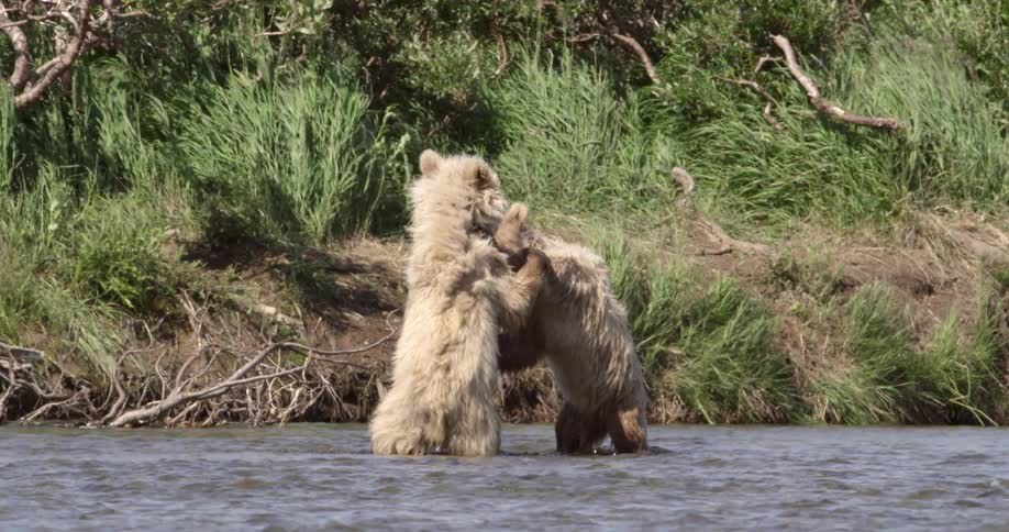 Two bear cubs play fighting in a river