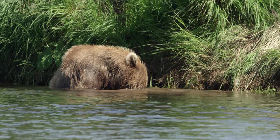 A bear dips his head underwater