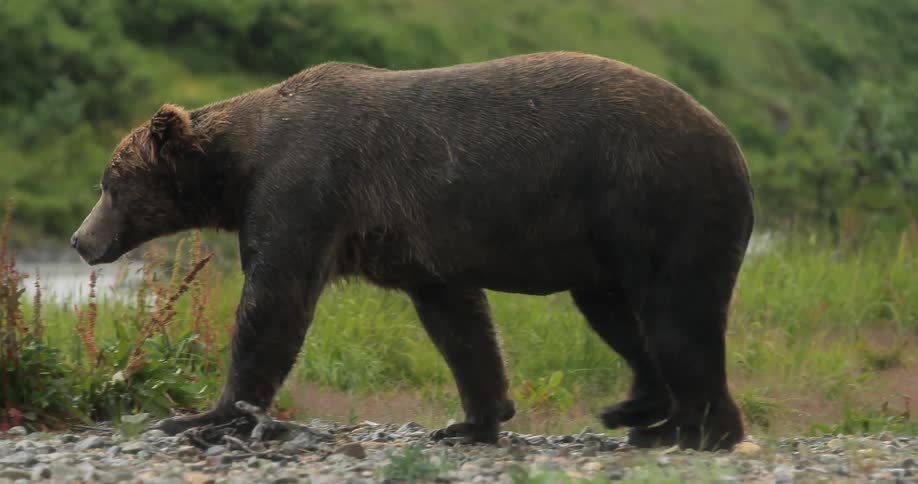 A brown bear walking near a river