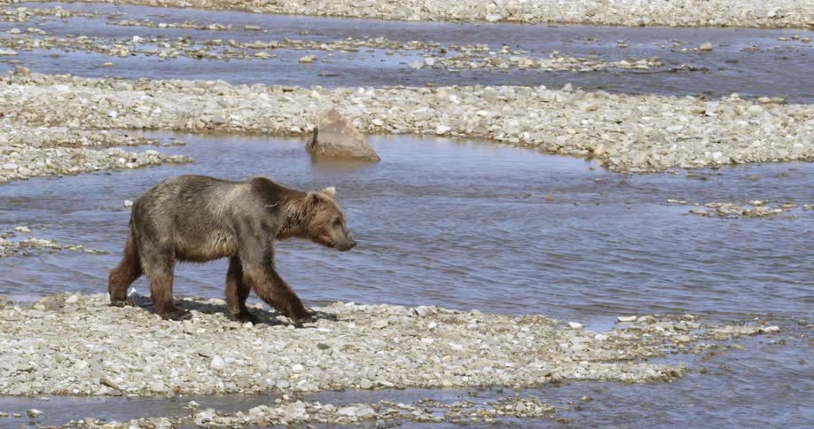 Photographing Bears